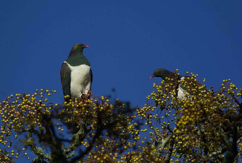 Image of Kererū