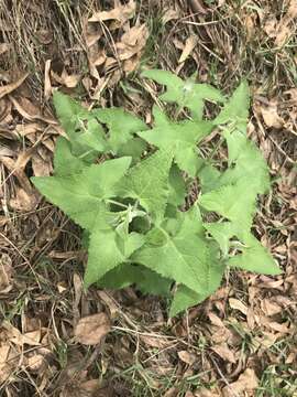 Image of Ageratina deltoidea (Jacq.) R. King & H. Rob.