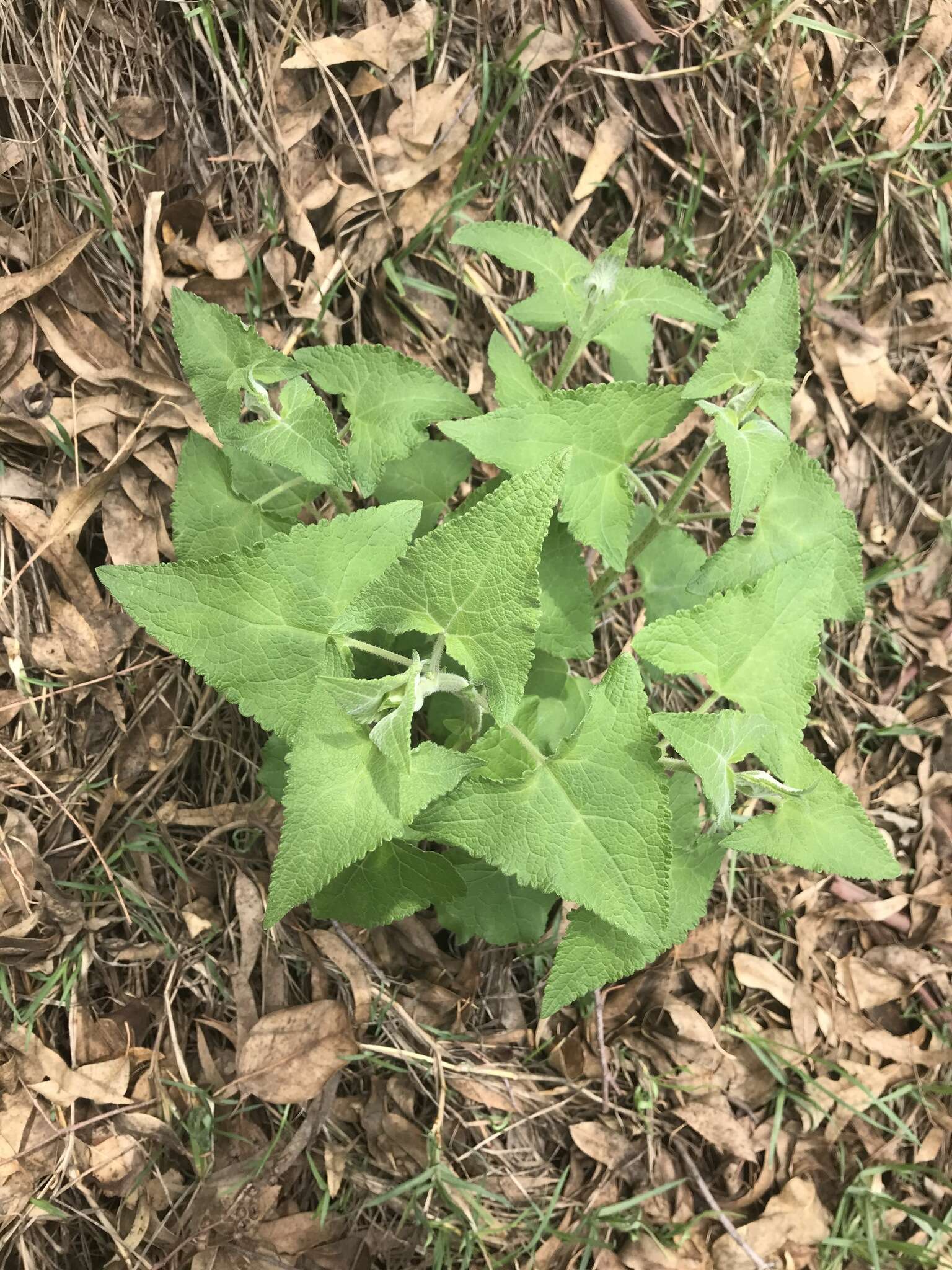 Ageratina deltoidea (Jacq.) R. King & H. Rob.的圖片