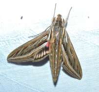 Image of Vine Hawk-Moth