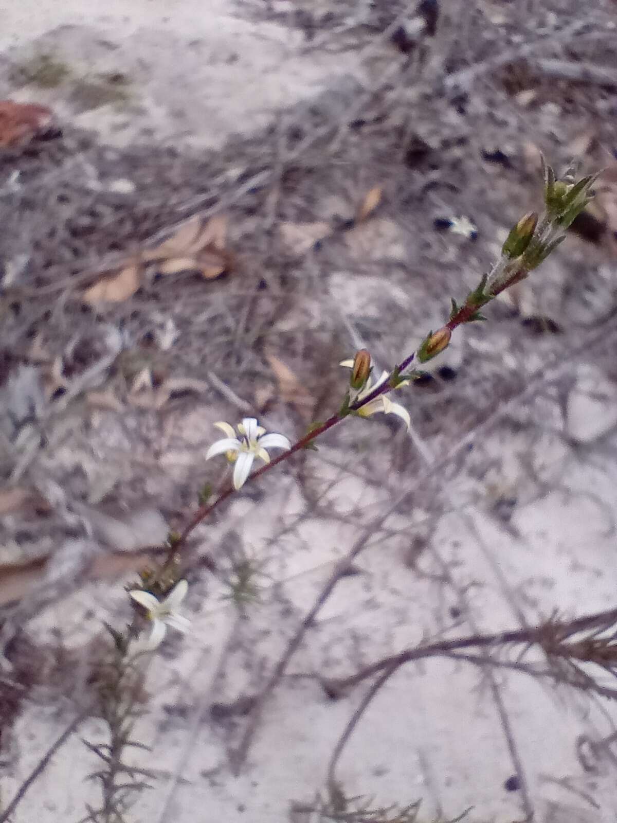 Wahlenbergia longifolia (A. DC.) Lammers resmi