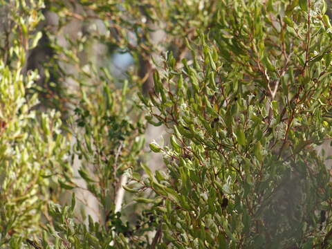 Image de Hakea trifurcata (Sm.) R. Br.