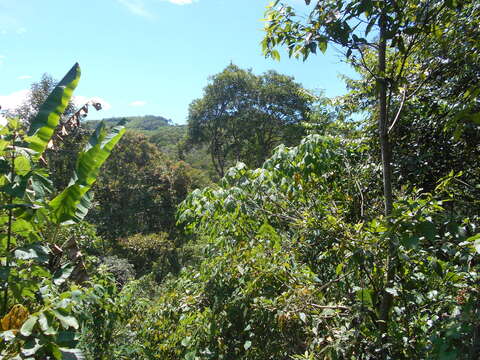 Image of Mosquitoxylum