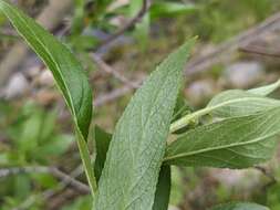 Image de Salix lucida subsp. caudata (Nutt.) G. W. Argus