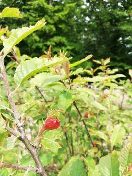 Image of Asian chestnut gall wasp