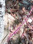 Image of Bulbophyllum rubrum Jum. & H. Perrier