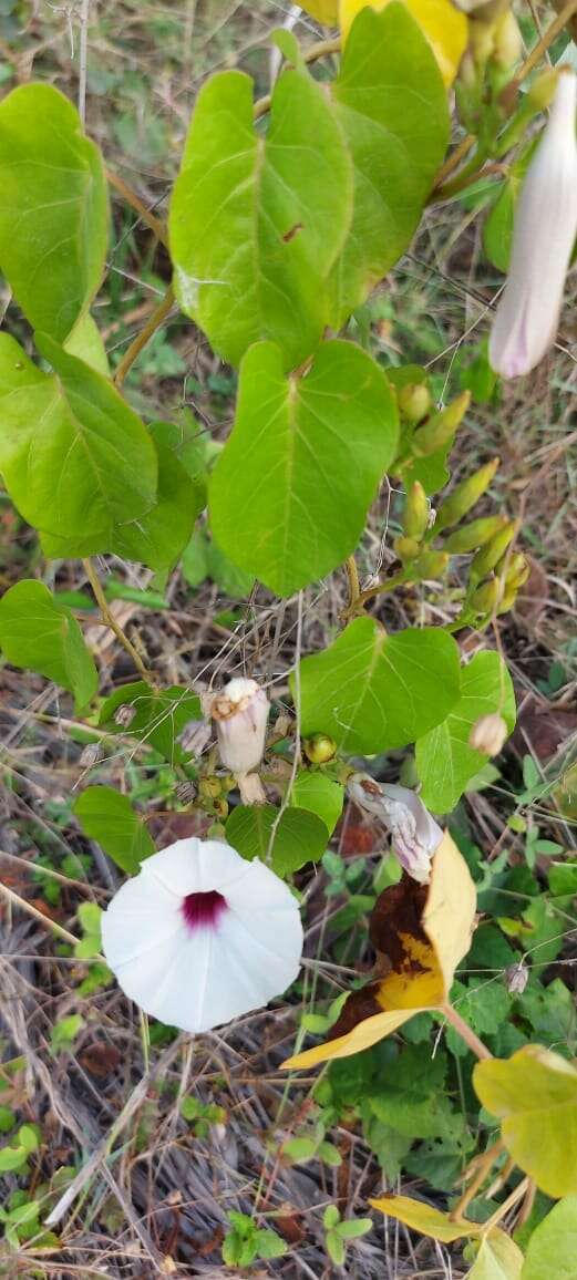 Plancia ëd Ipomoea anisomeres Robinson & Bartlett