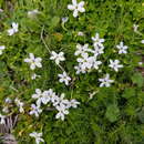 Image de Lobelia surrepens Hook. fil.