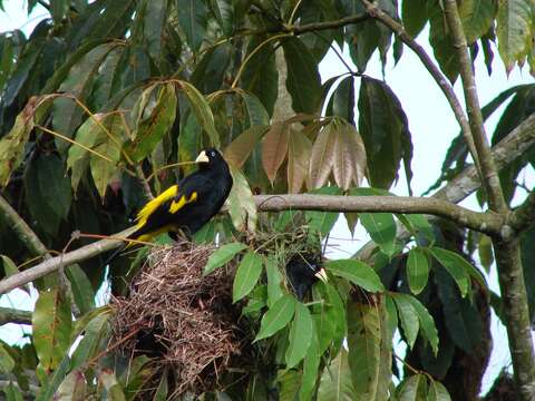 Image of Yellow-rumped Cacique