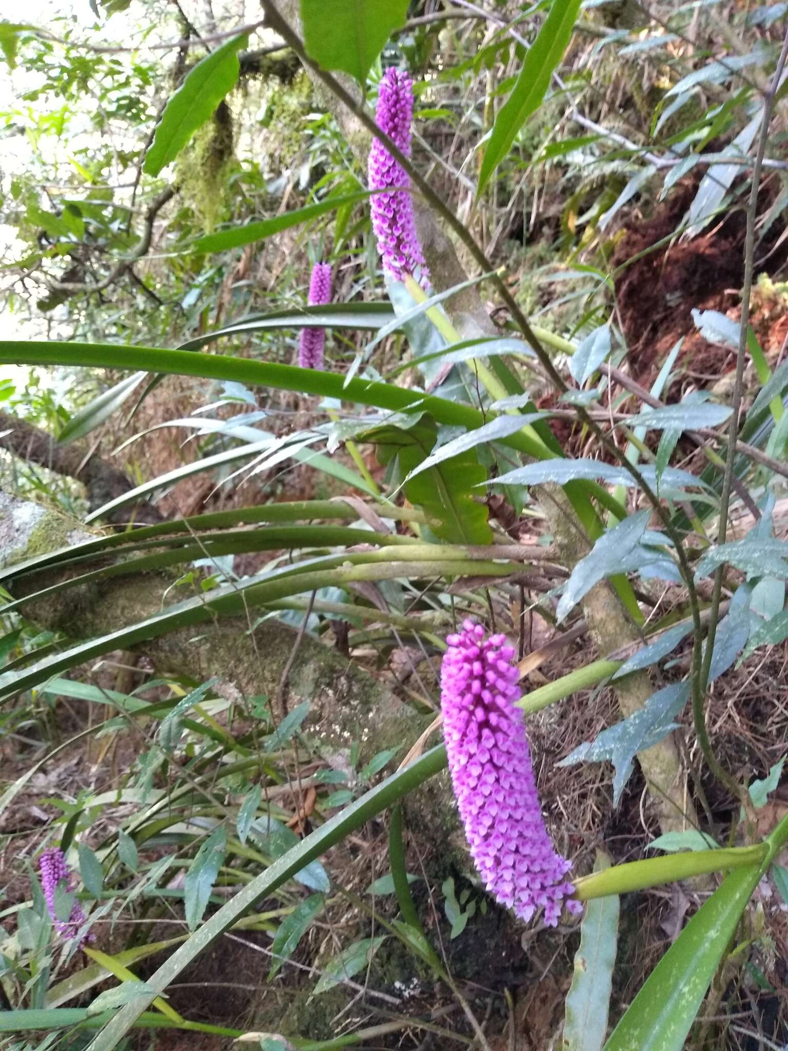 Imagem de Arpophyllum giganteum Hartw. ex Lindl.