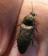 Image of Agrypnus murinus