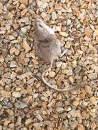 Image of Desert Pocket Mouse