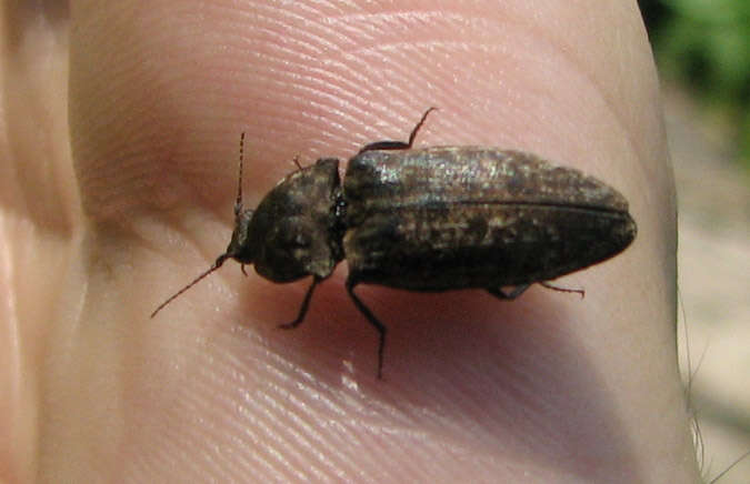 Image of Agrypnus murinus