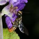 Imagem de Megachile ignescens Cockerell 1929