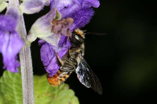 Imagem de Megachile ignescens Cockerell 1929