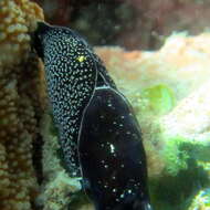 Image of White-capped swallowtail slug