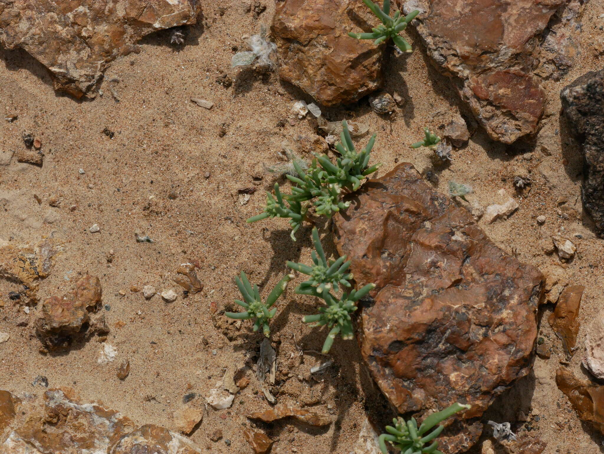 Слика од Gymnocarpos sclerocephalus (Decne.) Ahlgren & Thulin