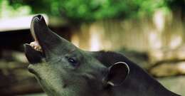 Image of Brazilian Tapir