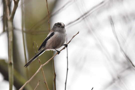 صورة Aegithalos caudatus rosaceus Mathews 1938