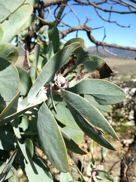 Image of Wagon tree