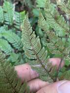 Imagem de Dryopteris sordidipes Tag.