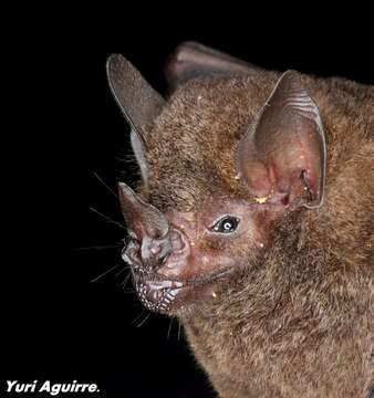 Image of Chestnut Short-tailed Bat