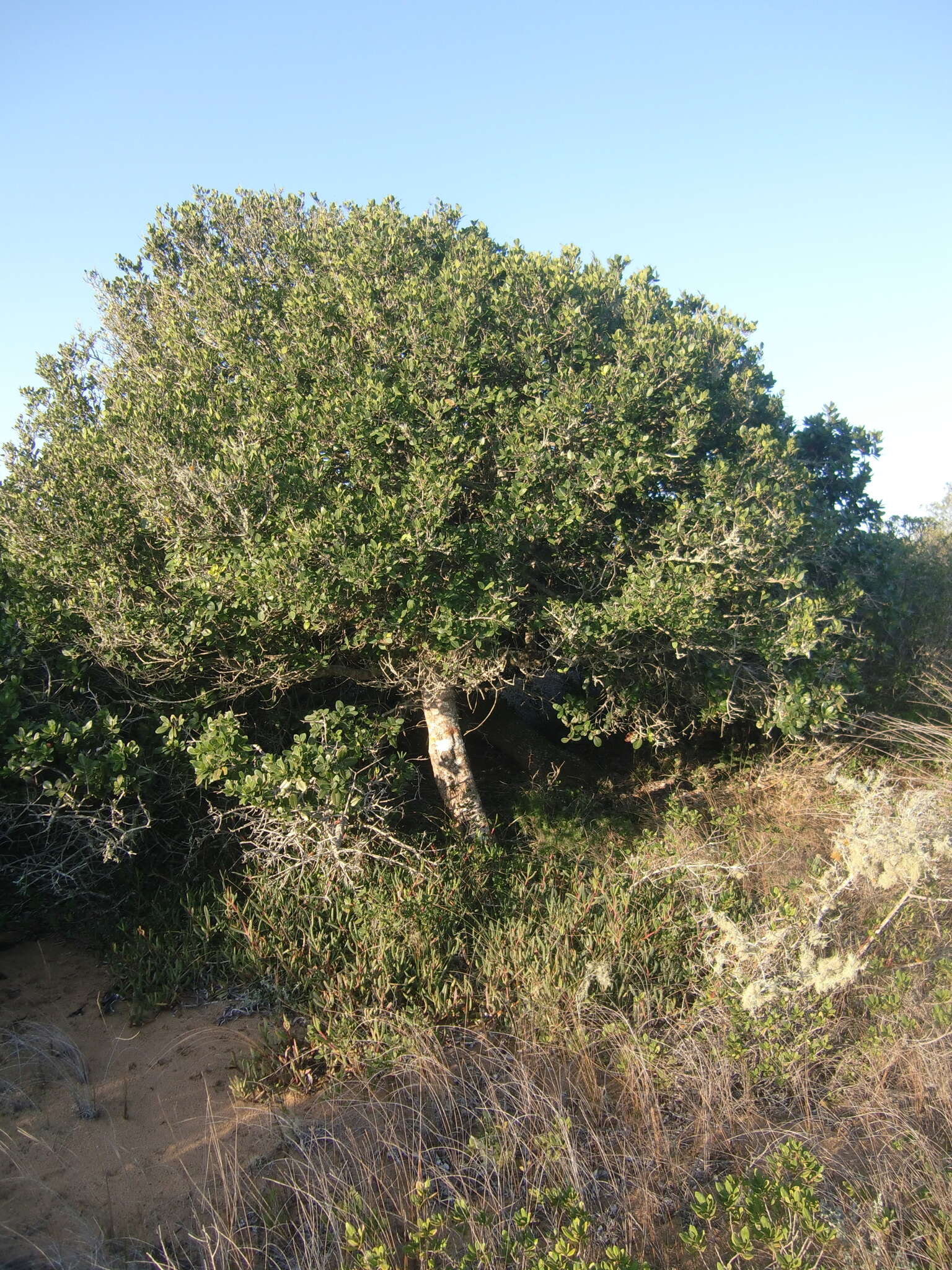 Image of Noronhia foveolata (E. Mey.) Hong-Wa & Besnard