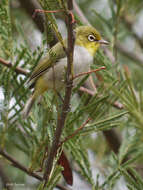 Image of Abyssinian White-eye