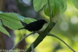 Image of Antillean bullfinches