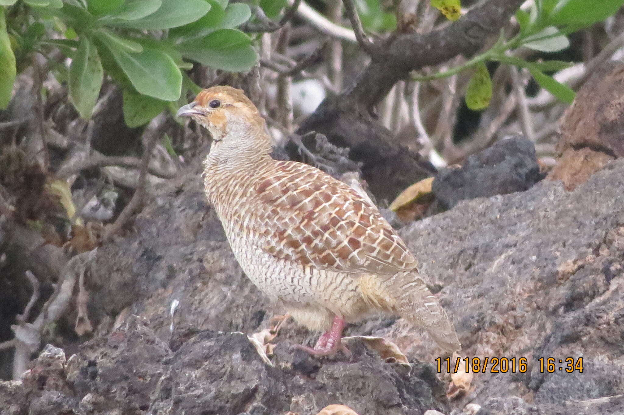 Plancia ëd Ortygornis pondicerianus (J. F. Gmelin 1789)