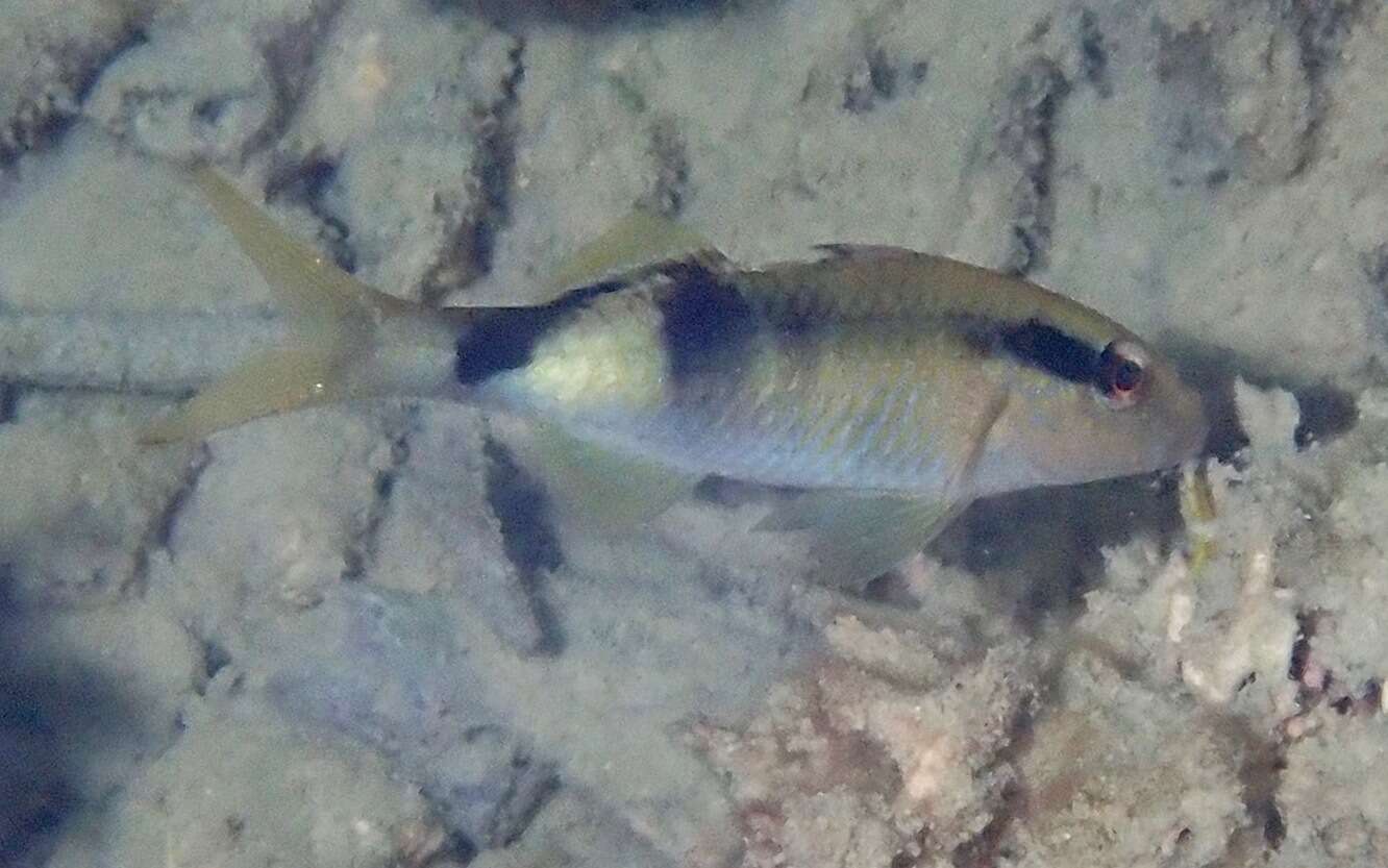 Sivun Parupeneus multifasciatus (Quoy & Gaimard 1825) kuva