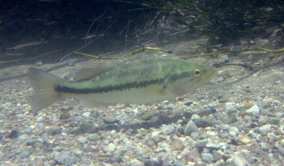 Image of black bass