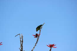 Image of Yellow-chevroned Parakeet