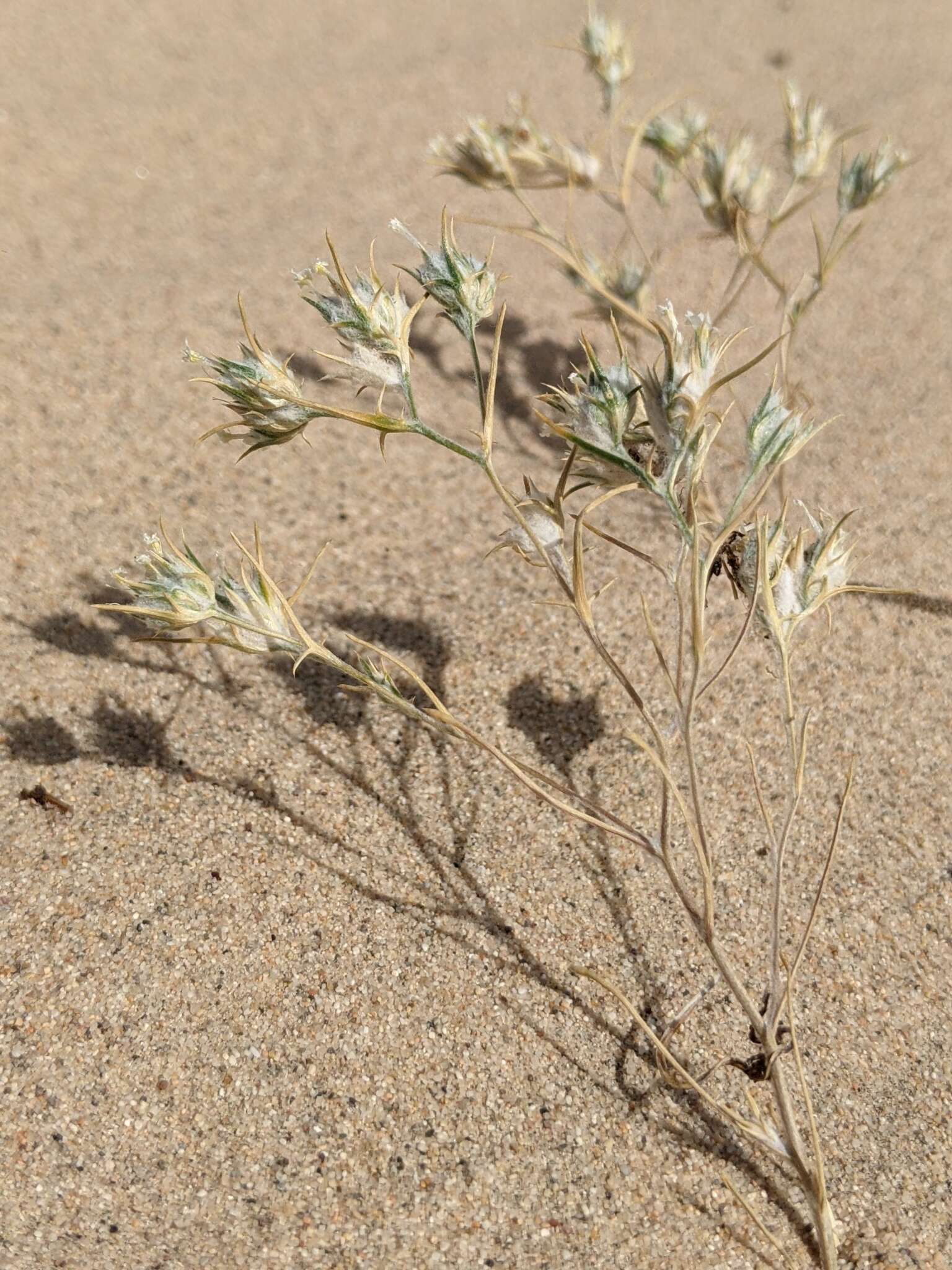 Image of Harwood's woollystar