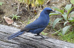 Image of Unicolored Jay