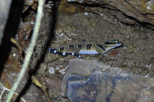 Image of Cyrtodactylus macrotuberculatus Grismer & Ahmad 2008