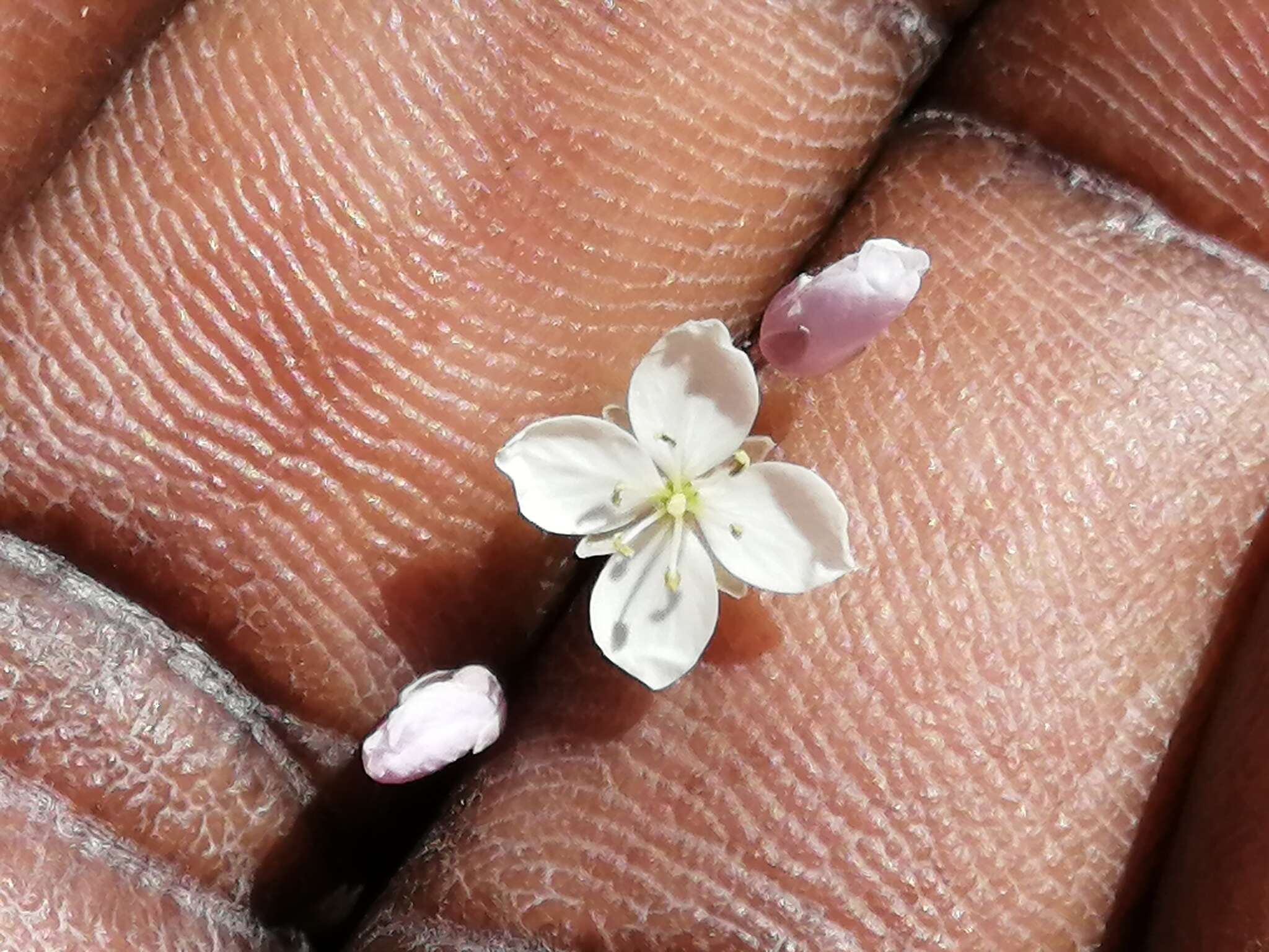 Image de Heliophila amplexicaulis L. fil.