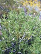 Image of Mojave sage