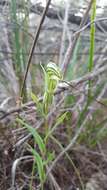 Image of Banded greenhood