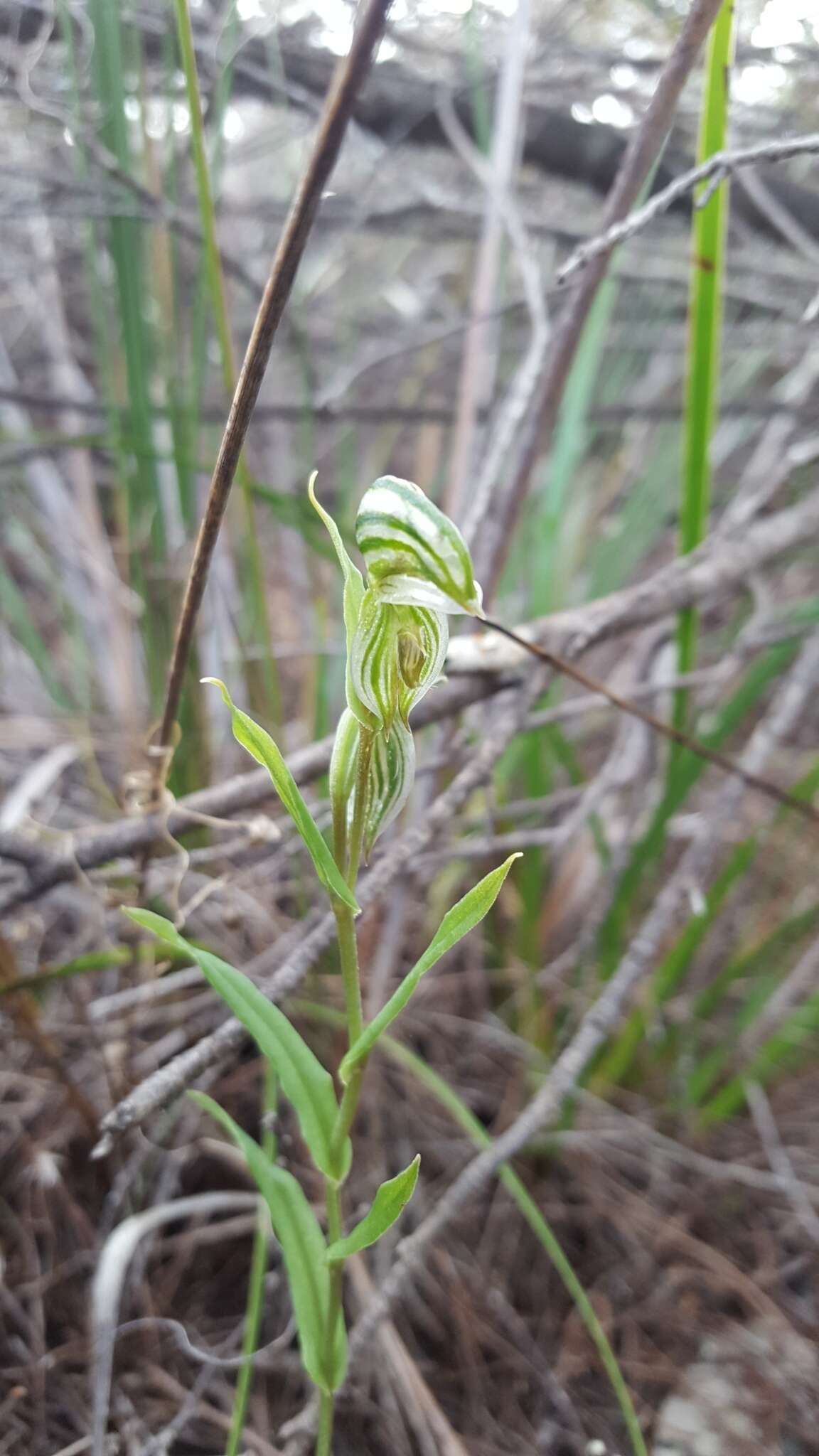 Image of Banded greenhood