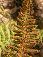 Plancia ëd Polystichum californicum (D. C. Eat.) Diels