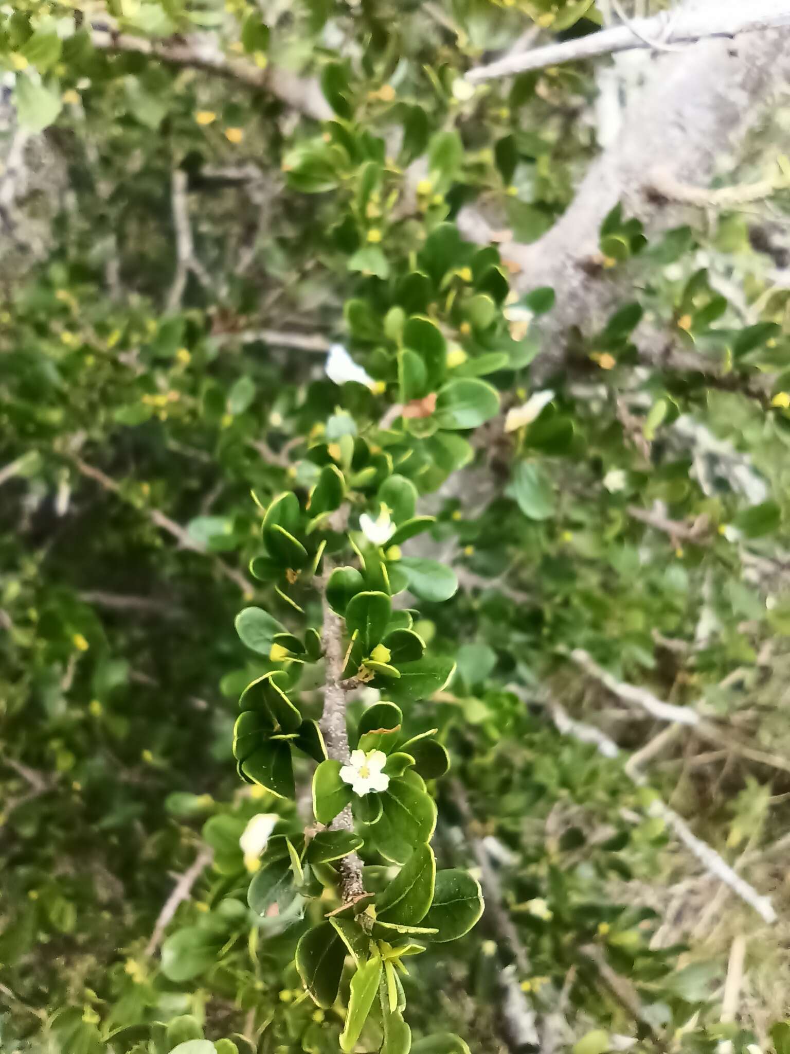 Erythroxylum cuneifolium (Mart.) O. E. Schulz的圖片