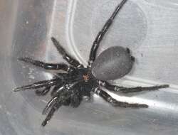 Image of Sutherland's Funnelweb Spider