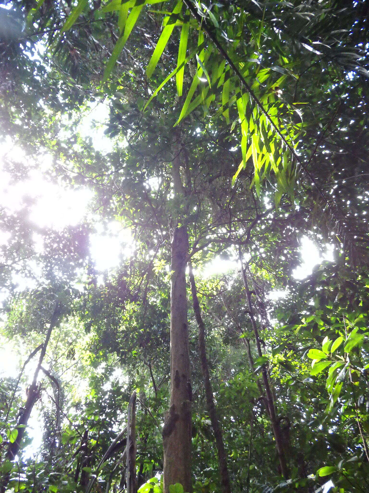 Image de Baccaurea motleyana (Müll. Arg.) Müll. Arg.