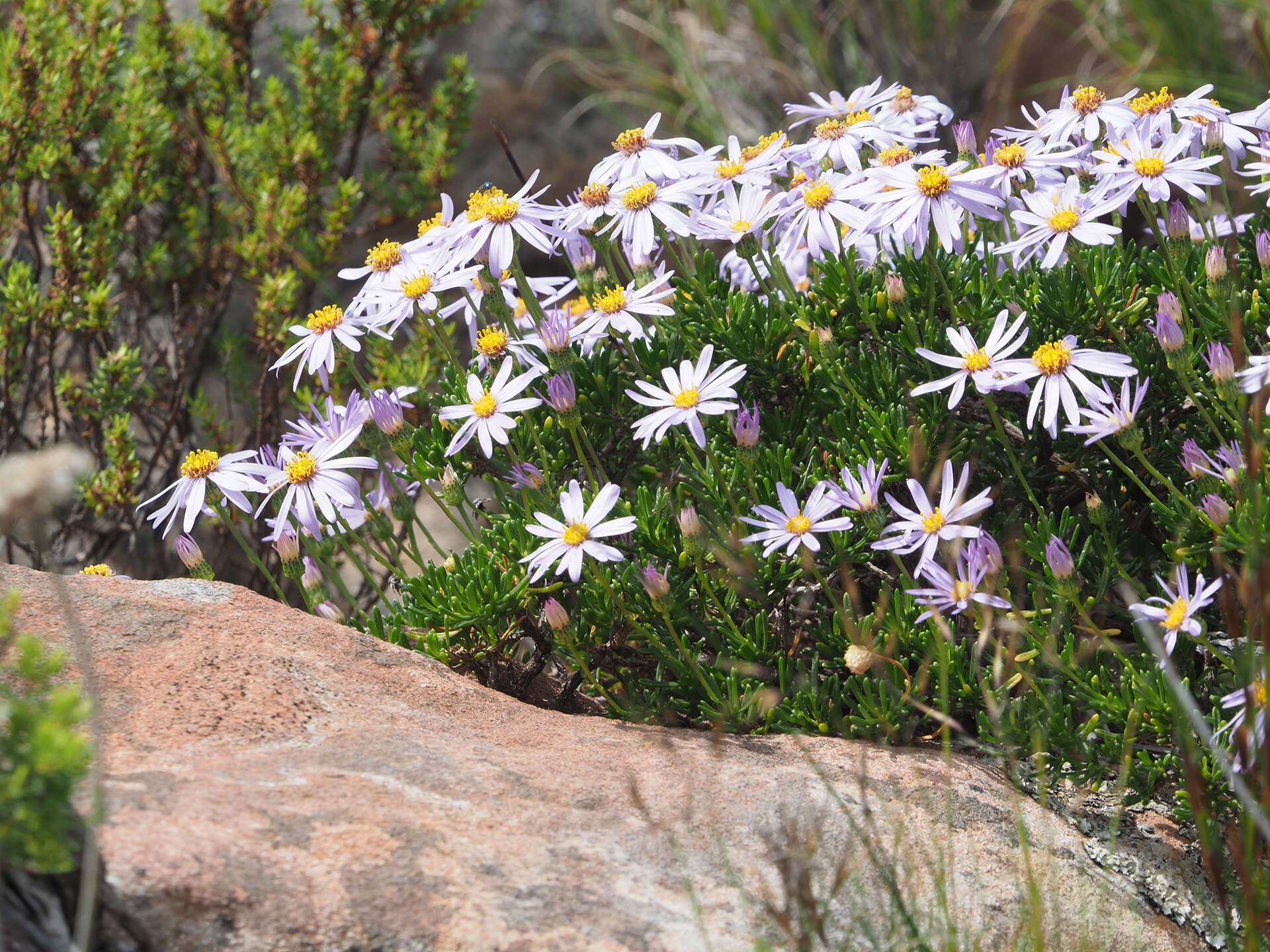 Felicia fruticosa subsp. fruticosa resmi