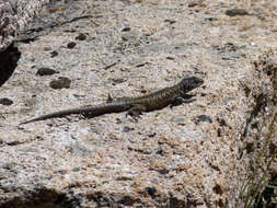 Image of Elongate Tree Iguana