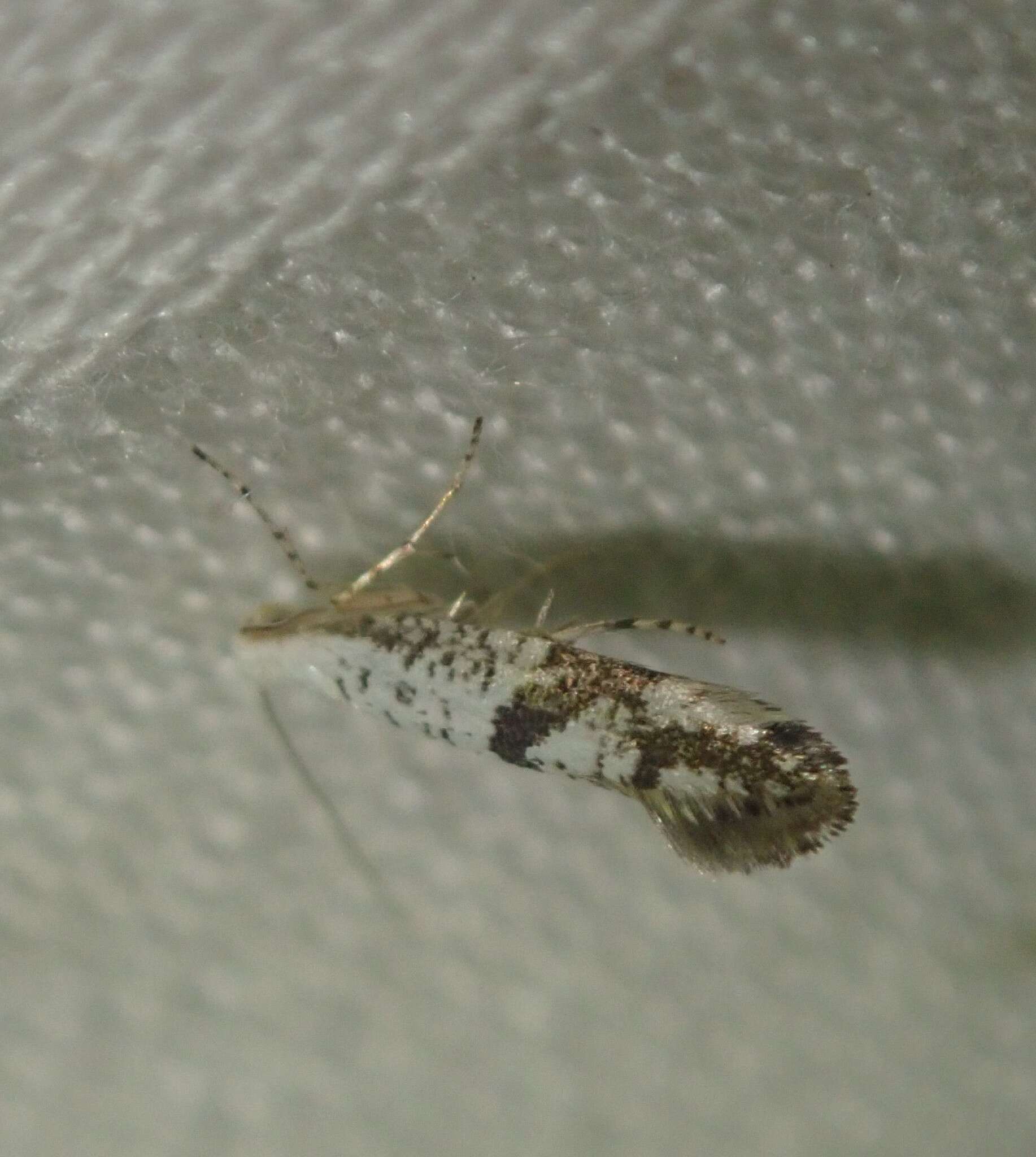 Image of Argyresthia curvella Linnaeus 1761