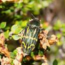 Castiarina virginea (Erichson 1842) resmi