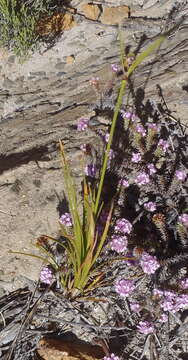 Image of Ficinia petrophylla T. H. Arnold & Gordon-Gray