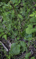 Image of Bull's coraldrops